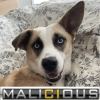 Arliozz