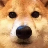 ✨良辰✨参上✨