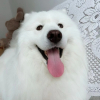 爱我的雪糕