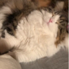 ぱさお