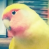 カレーの具