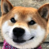 包闪的、劳弟！