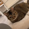 RWBYxNEO
