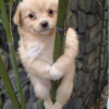 Bamboo