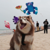 PorOnitaku