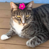 Tacocat24B