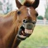 Animal_KING