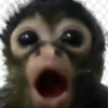 0babo