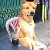 Lk_Vio_bựavcl