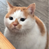 ShiZuaka