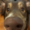 pipolao