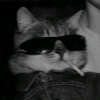 ⲛⲟⲟ