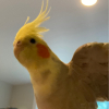 Goatem