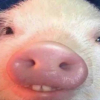 wooptidoop