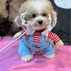 STAR✮金靠妖
