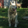 DuckinWolfie