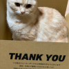 けんP