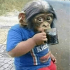 暴走狗換暗五