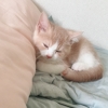 まろちゃんSS
