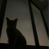 Dreamowt