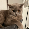 PûssyCatBoy