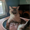 DT✦Porpiiq✦