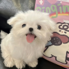 【阿童木】