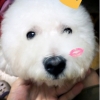 爱力狮大魔王