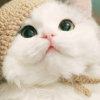 窝腰烟牌