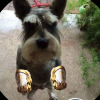 DogDeLuvas