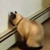 水蝶兰丶丶