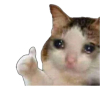 ≽^•⩊•^ฅ⟆