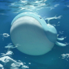 Tidalmorph