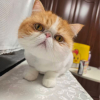 光暗五闪谁都行