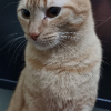 PehSzLeh