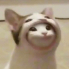 Whhip
