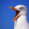 Trøøp_ow