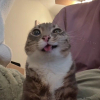 PanPanecito