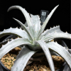D.braunii