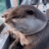 수달씨