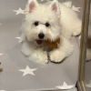 飛行ok?