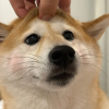 HABBY