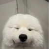 一粒大伯山