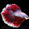 Fish'ka