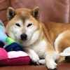 そば湯