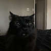 Meowllie