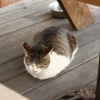 흰닭이