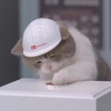 CatCEO