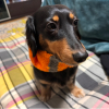 犬の犬@23
