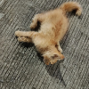 Raja_Solo